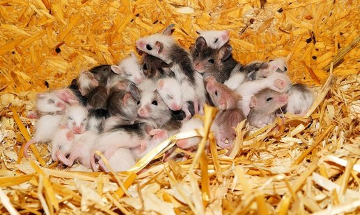 Picture of a pile of mice (Pixabay)